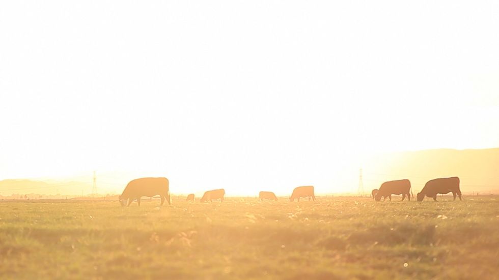 Cowspiracy: The Sustainability Secret earth day documentaries