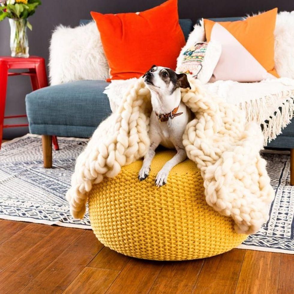 cozy blanket and dog together