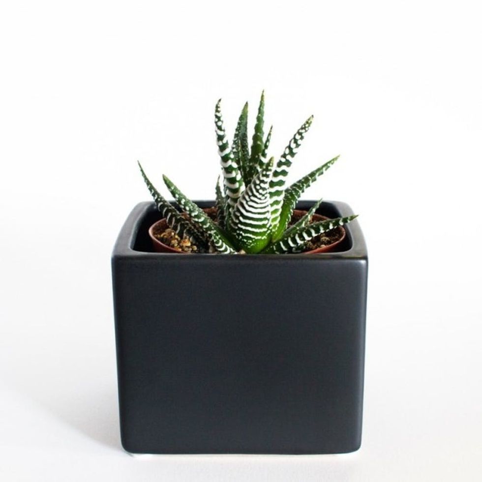 cube-pots-britco-bk-zebra