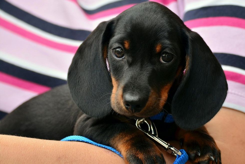 dachshund puppy