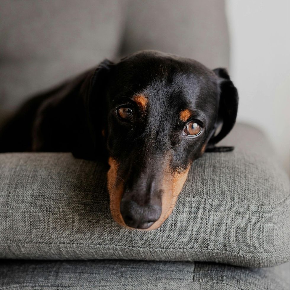 Dachshund