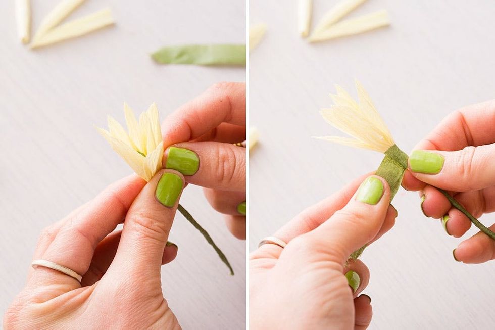 Daffodil-adding-first-petals