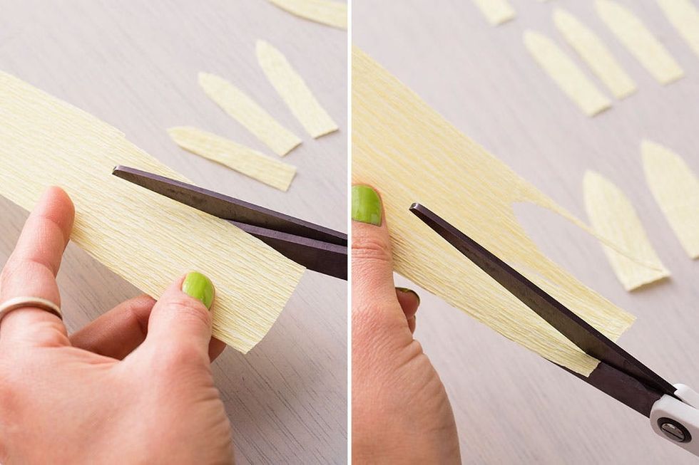 Daffodil-cutting-petals