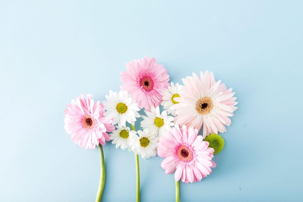 Daisy flowers for mothers day Virgo