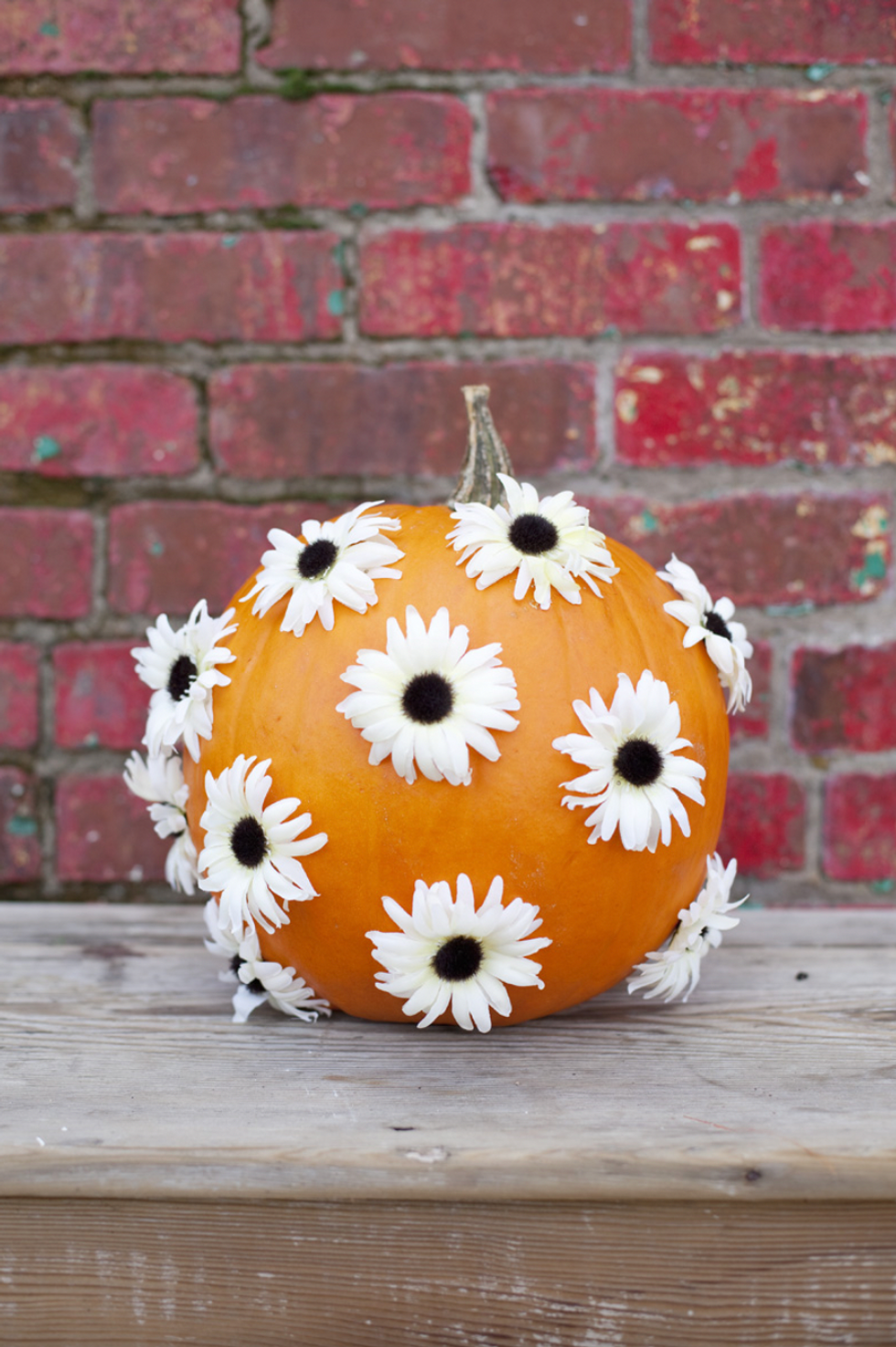 daisy pumpkin