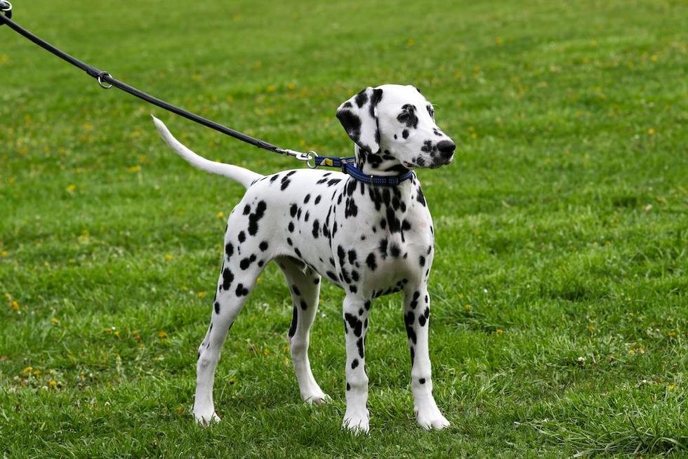 Dalmatian