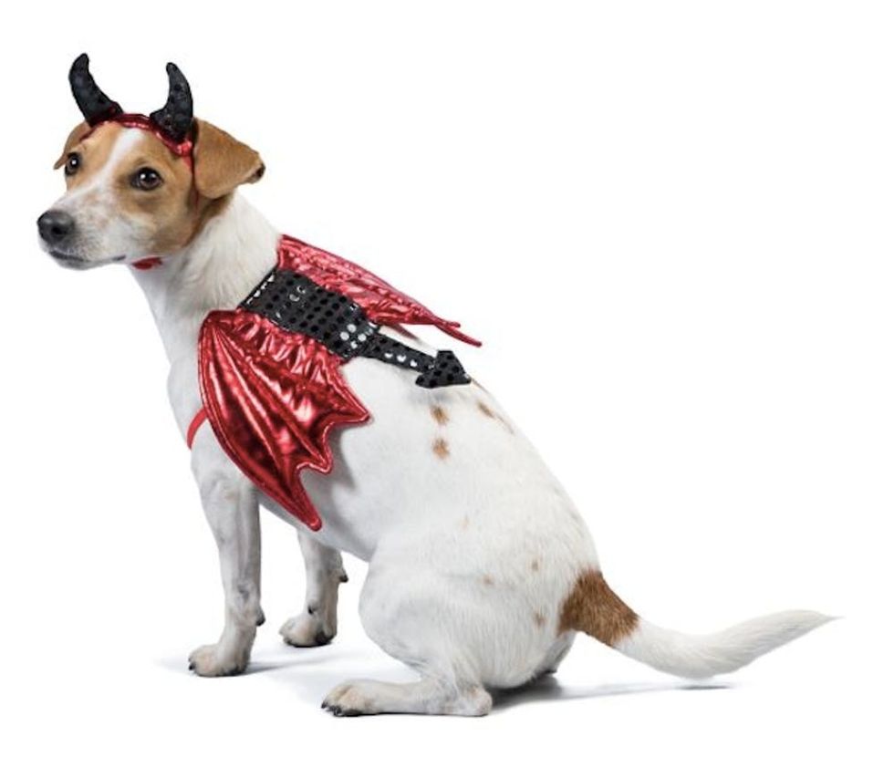 81 Dog Halloween Costume Ideas for Your Pooch Brit + Co Brit + Co