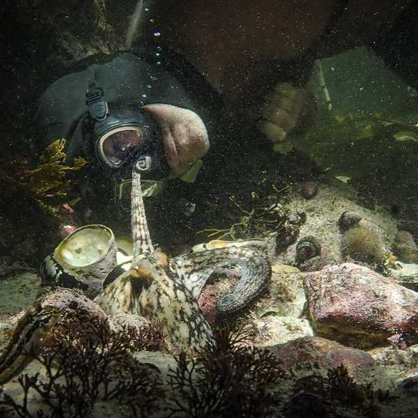 Diver observing an octopus underwater among rocks and seaweed.