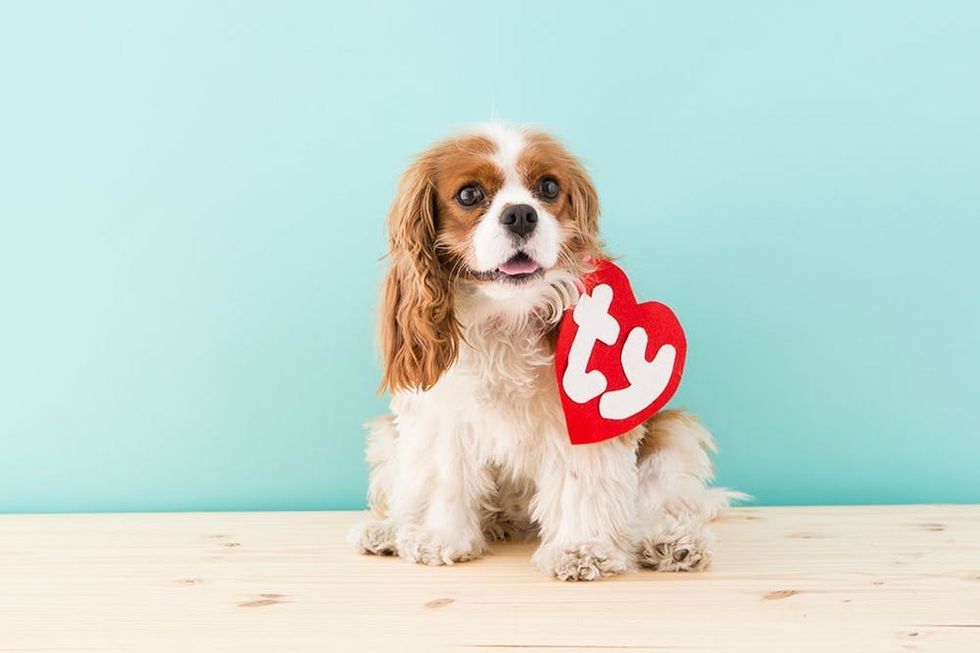 DIY Beanie Baby Costume