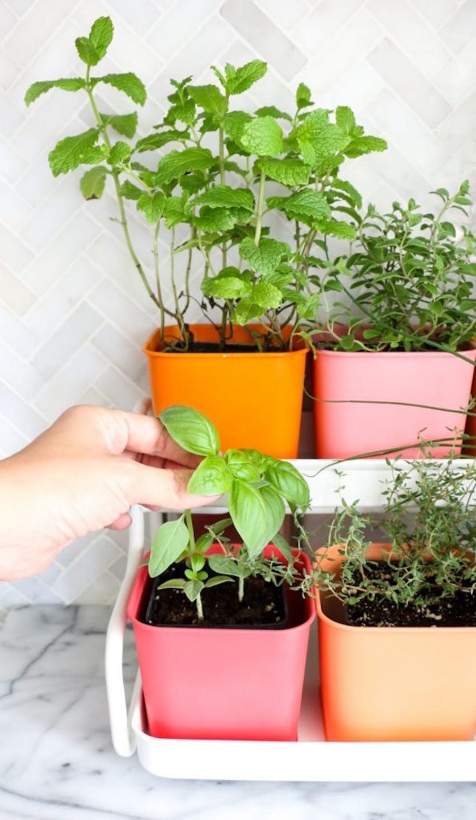 DIY Colorful Herb Garden