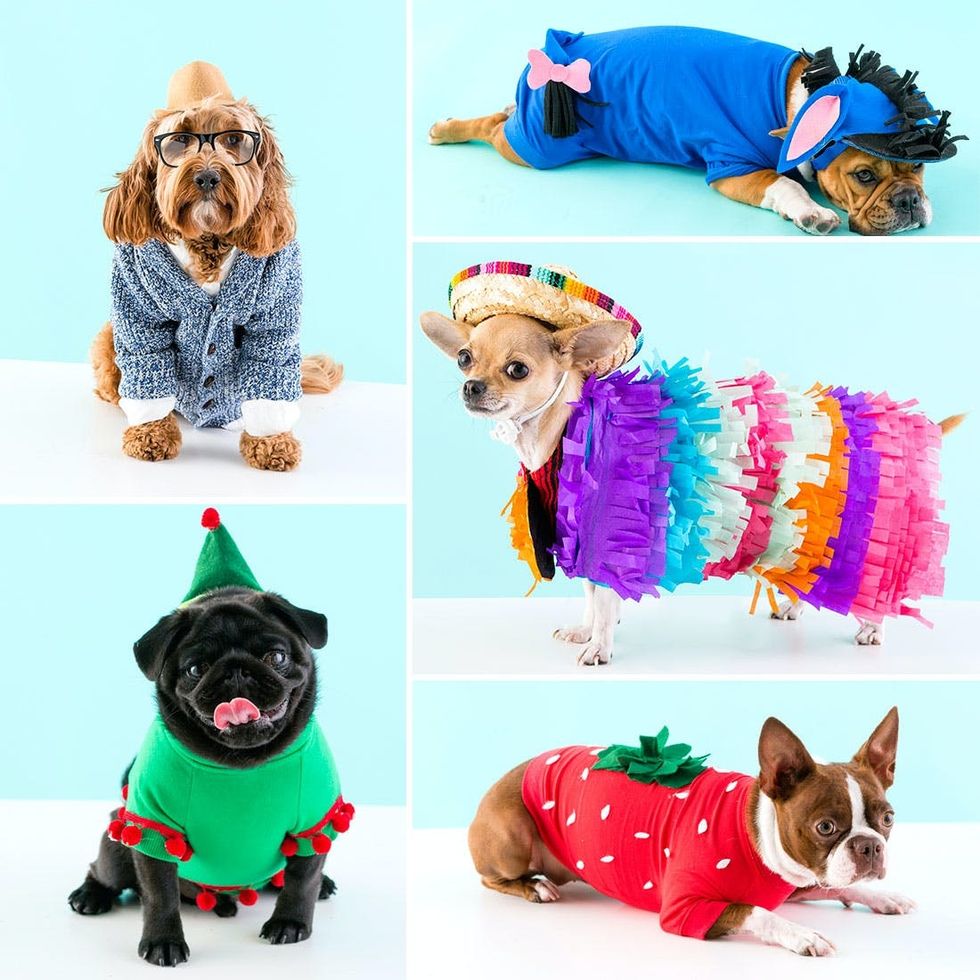 diy-dog-halloween-costumes-collage