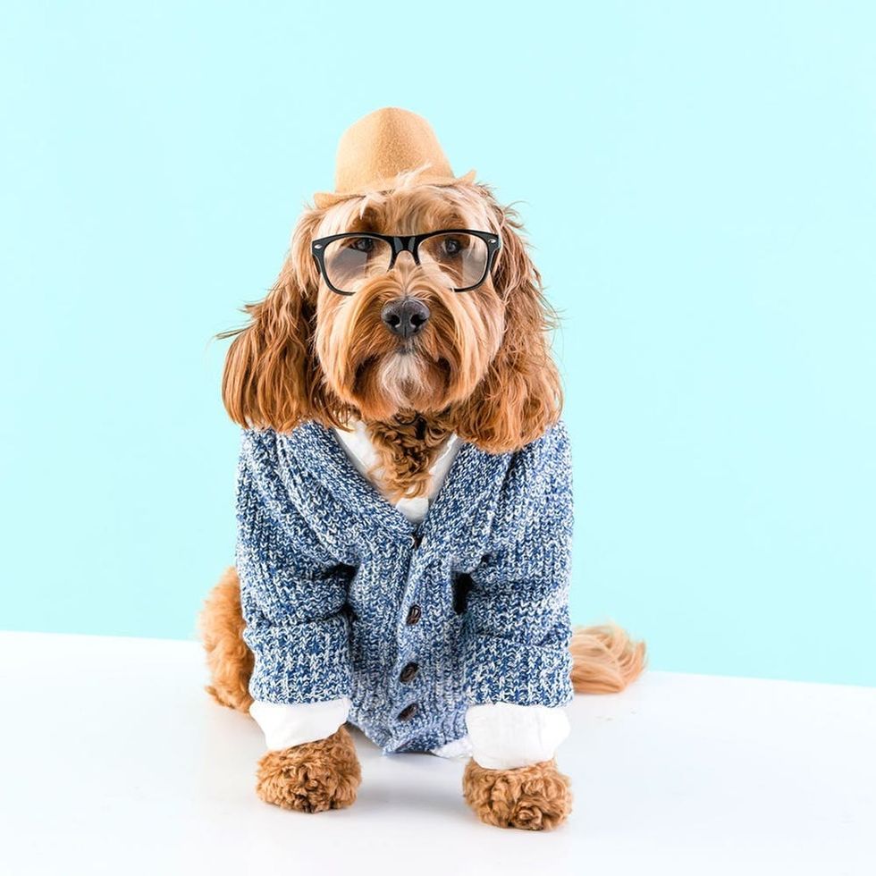 DIY Hipster Dog Costume