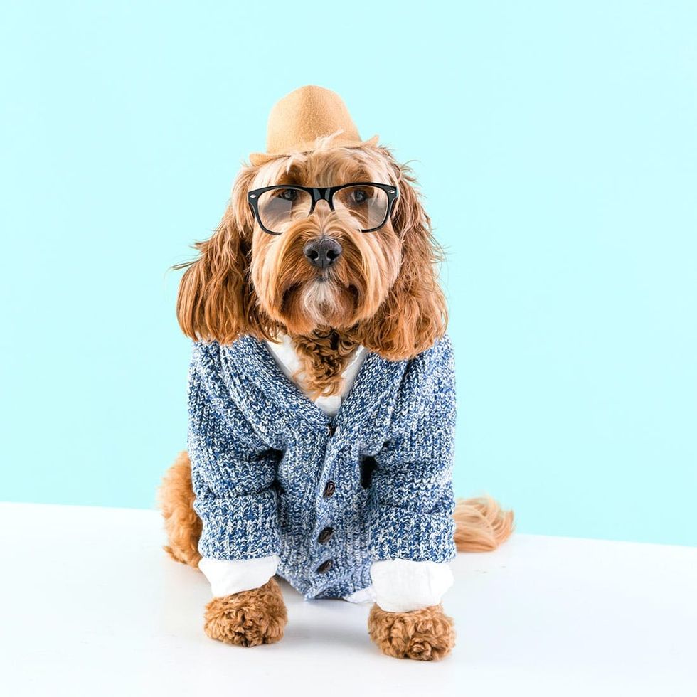 diy-hipster-dog-halloween-costume