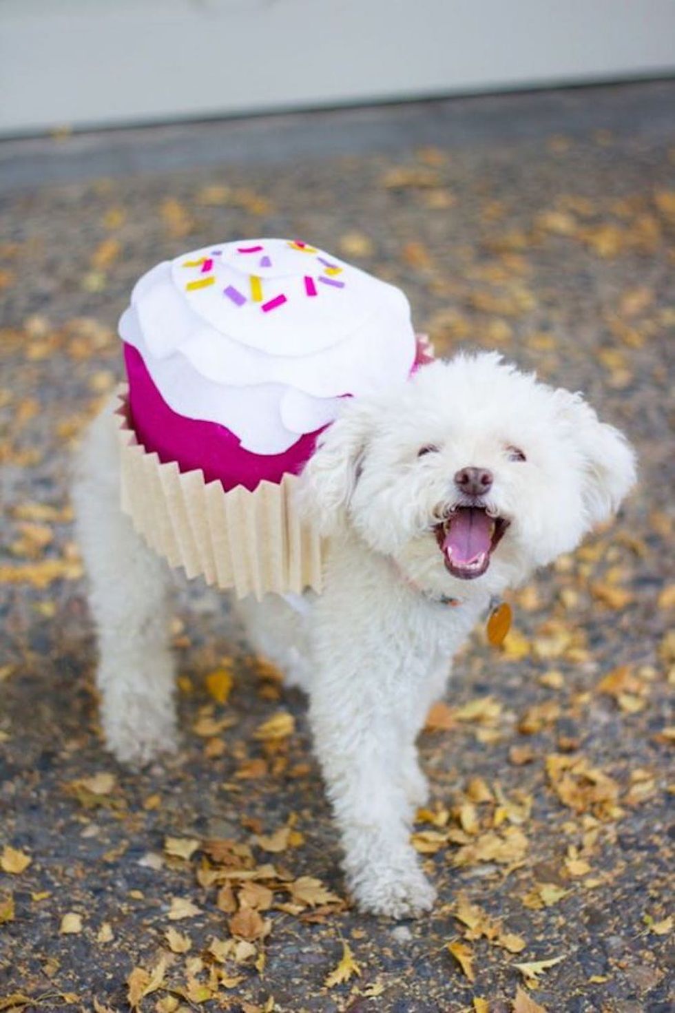 DIY Pup-Cake Costume