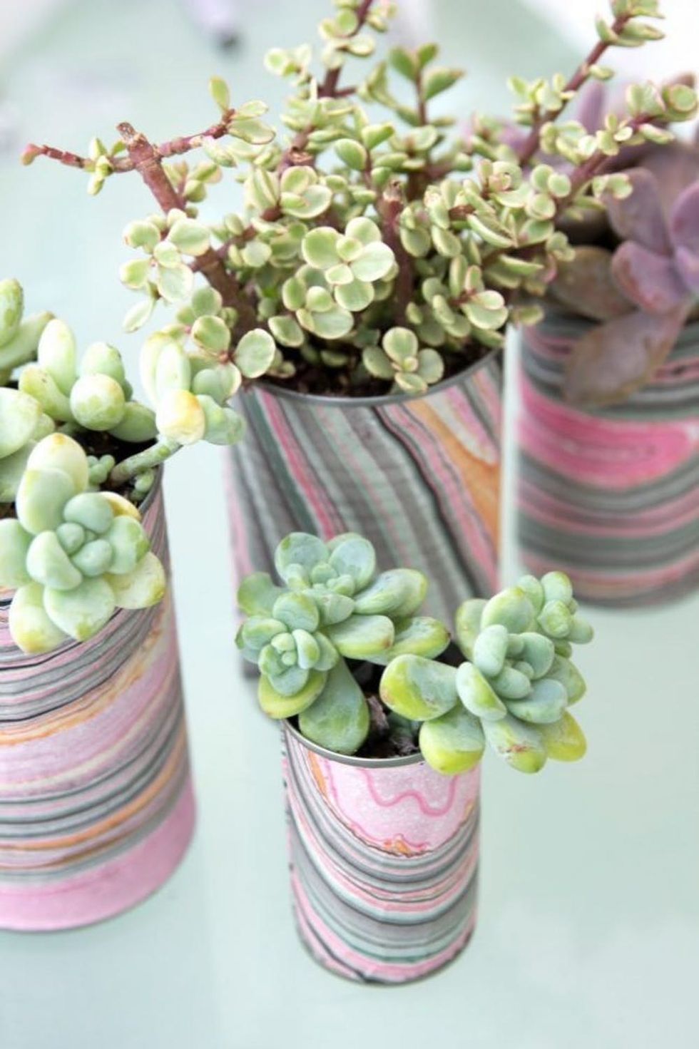 DIY Tin Can Succulent Garden Planters