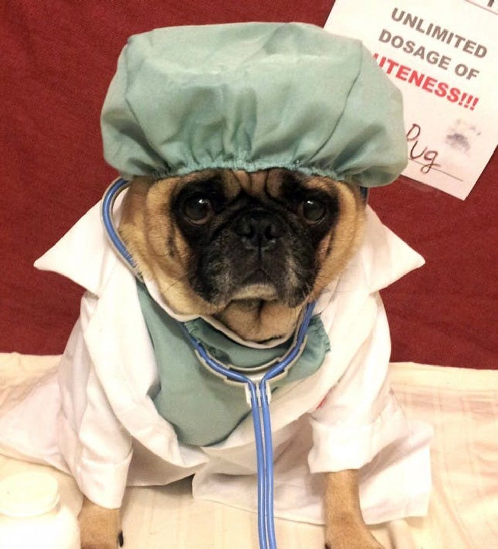 doctor dog costume