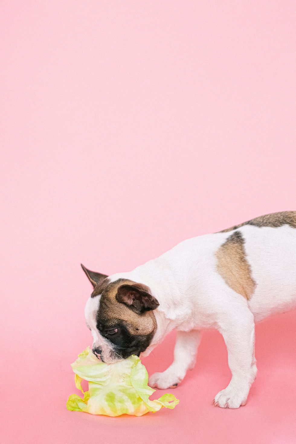 dog against pink background eating a cabbage head