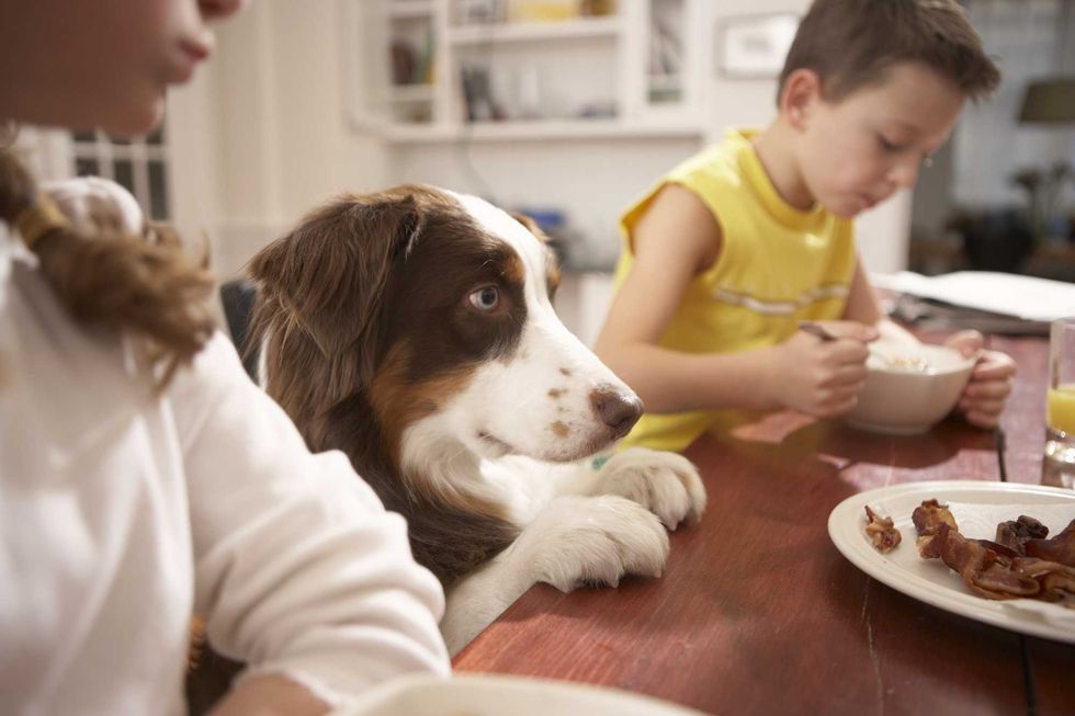 Dog at table with kids, eyeing food curiously.