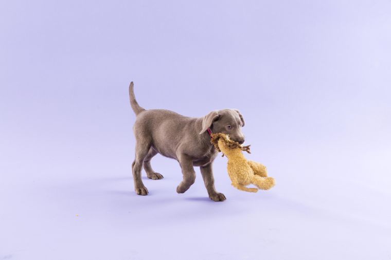 https://www.brit.co/media-library/dog-carrying-a-stuffed-animal.jpg?id=31182970&width=760&quality=90