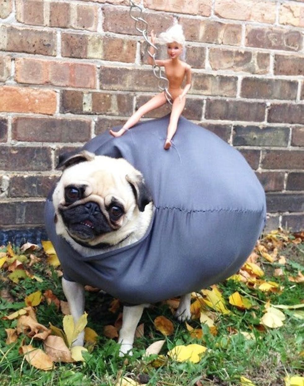 dog costumes miley cyrus wrecking ball