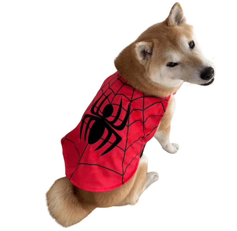 Dog dressed in a red superhero costume with a black spider and web design.