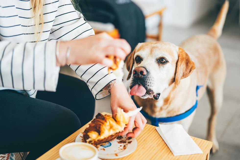 Dog eagerly watches a person eat a croissant at a table.