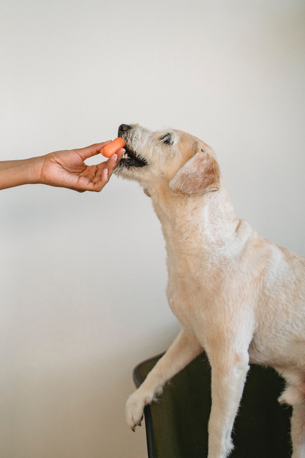 dog getting fed a carrot stick