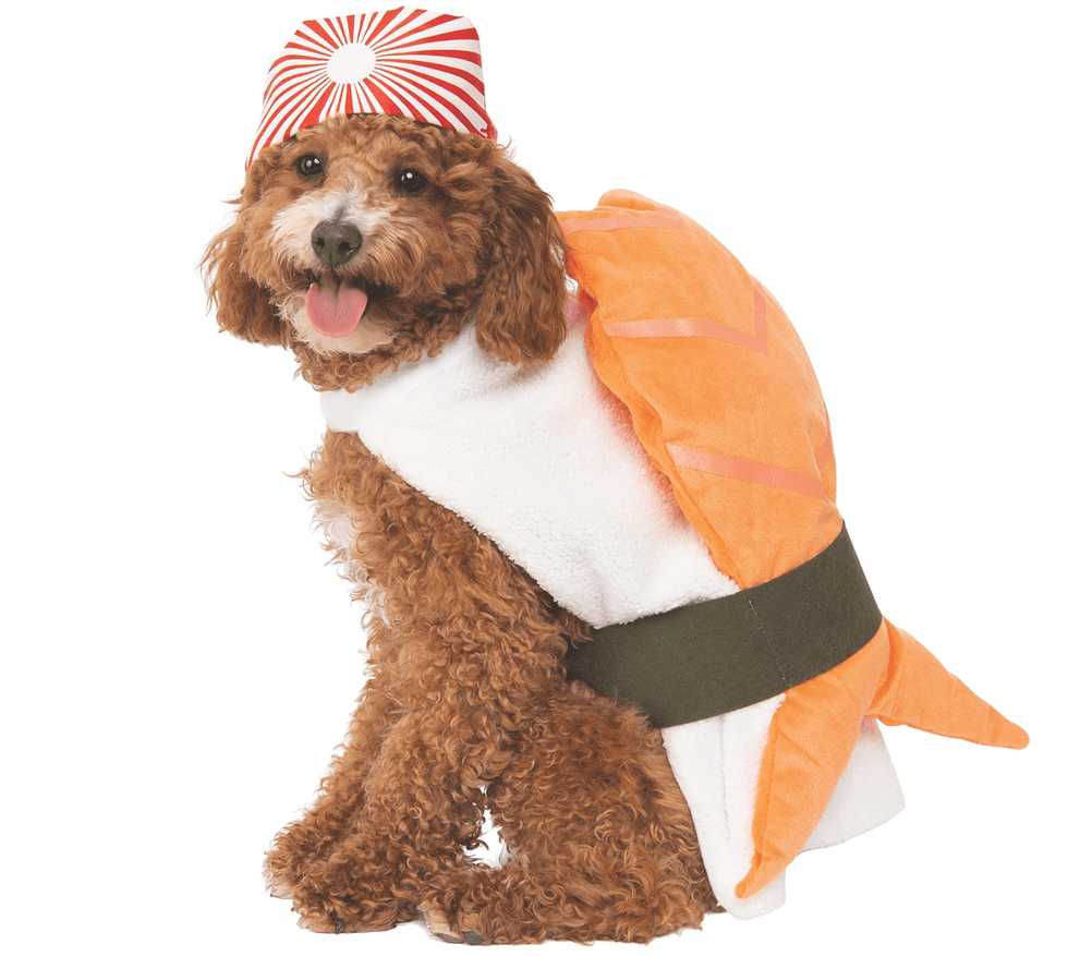 Dog in a sushi costume with a striped hat, smiling at the camera.