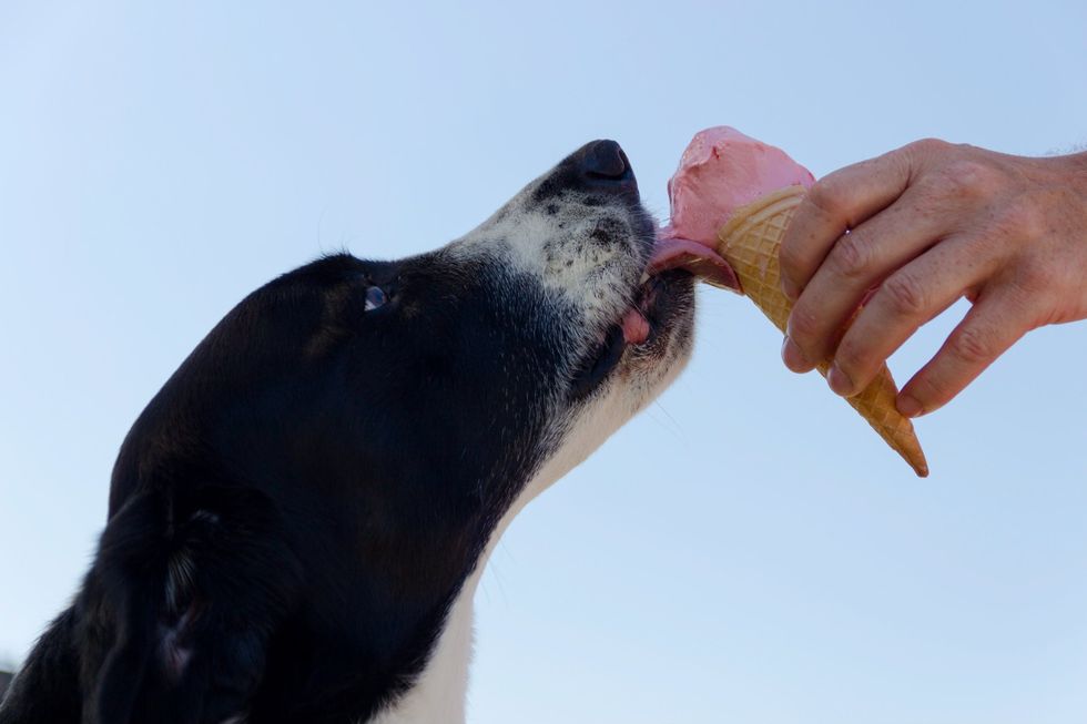 dog licking an ice cream cone