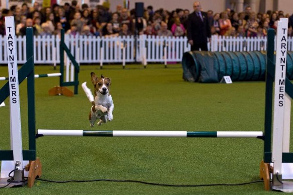dog show obstacle course