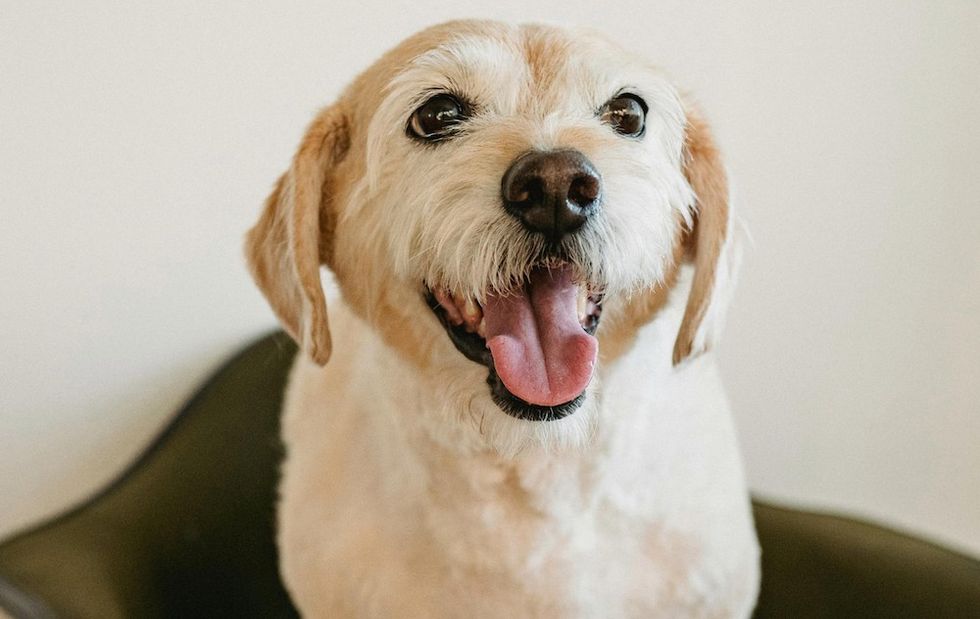 dog sitting on a chair