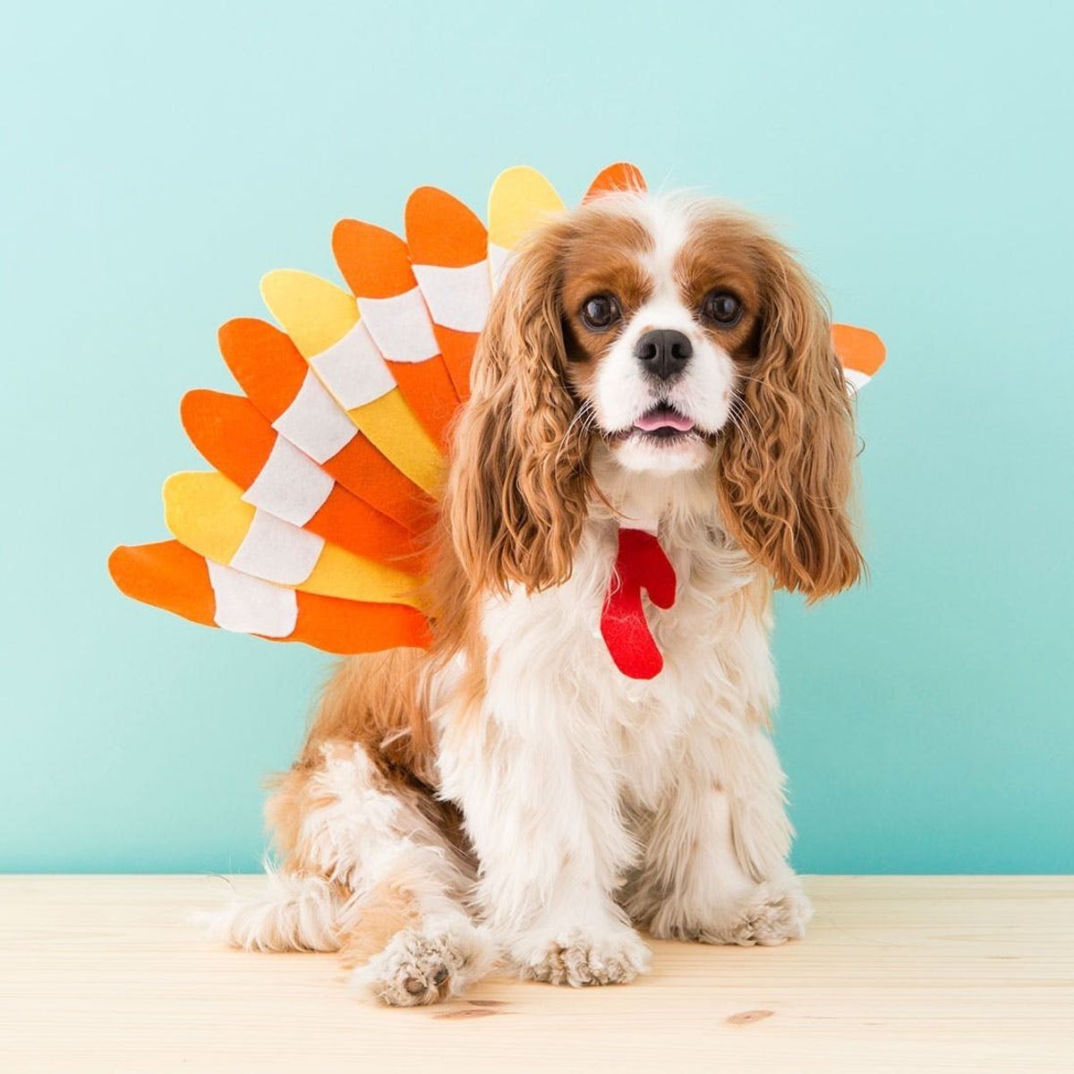 dog turkey costume