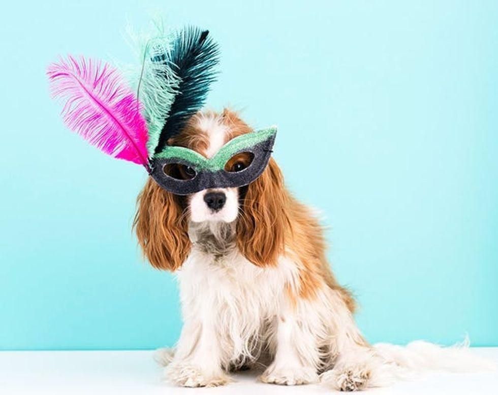 dog wears a DIY Easy Halloween Mask