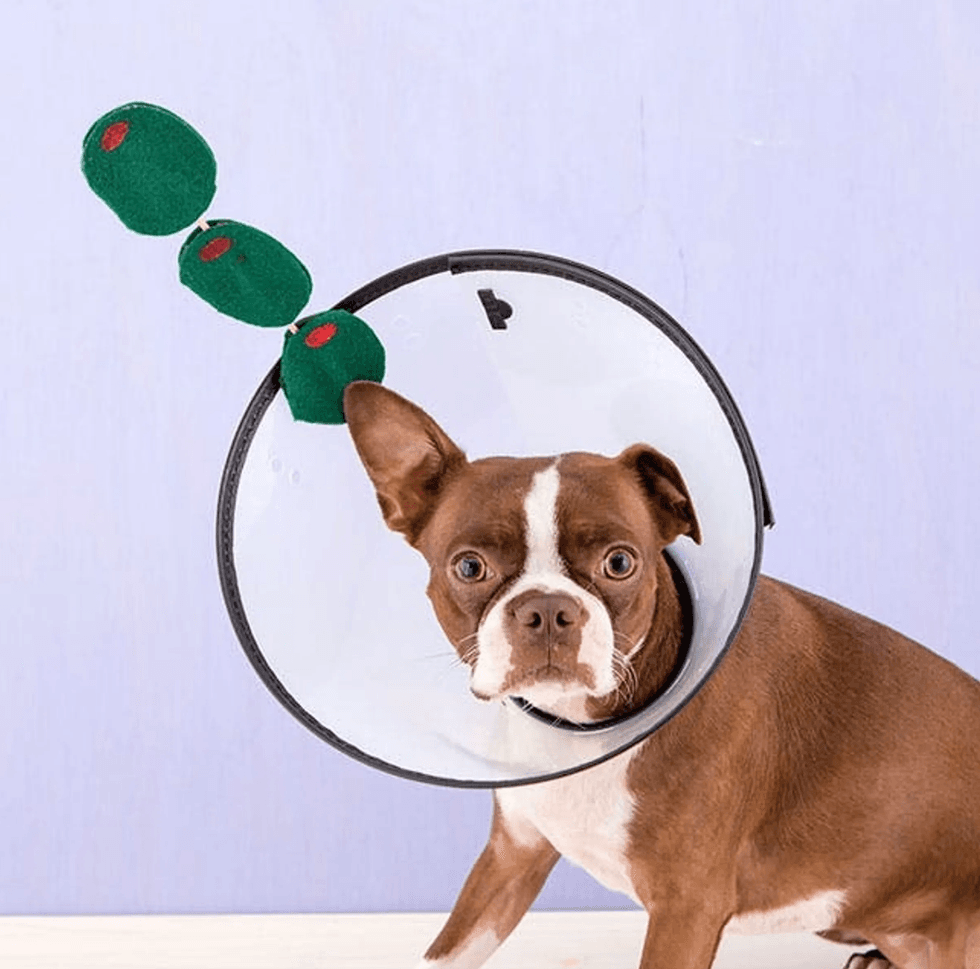 Dog with cone of shame, decorated with plush olives on top.