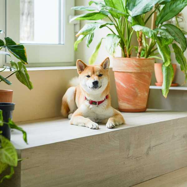 dog with houseplants