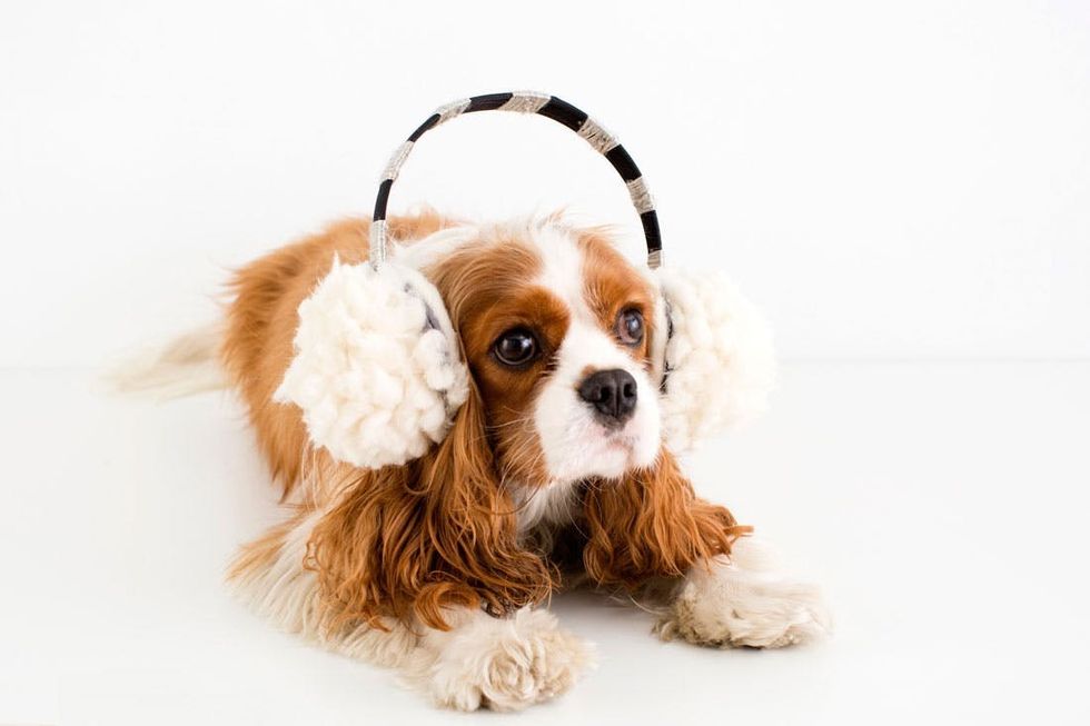 Ear-Muffs-Turkey-Being-Cute