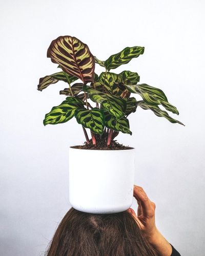 18 Easy and Colorful House Plants That Are Hard to Kill - Brit + Co