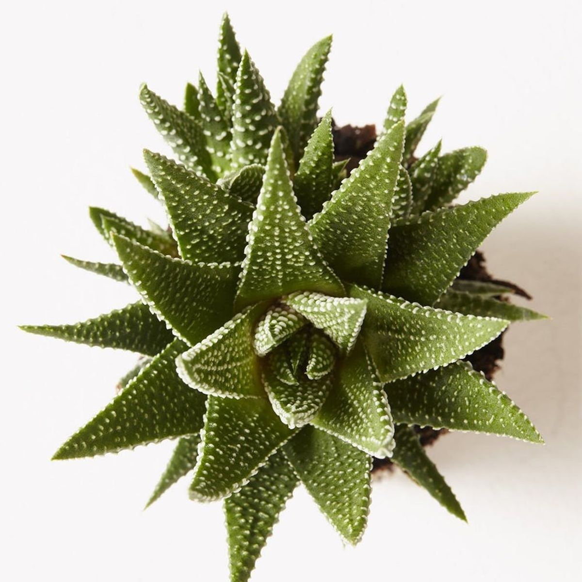 easy houseplants for beginners