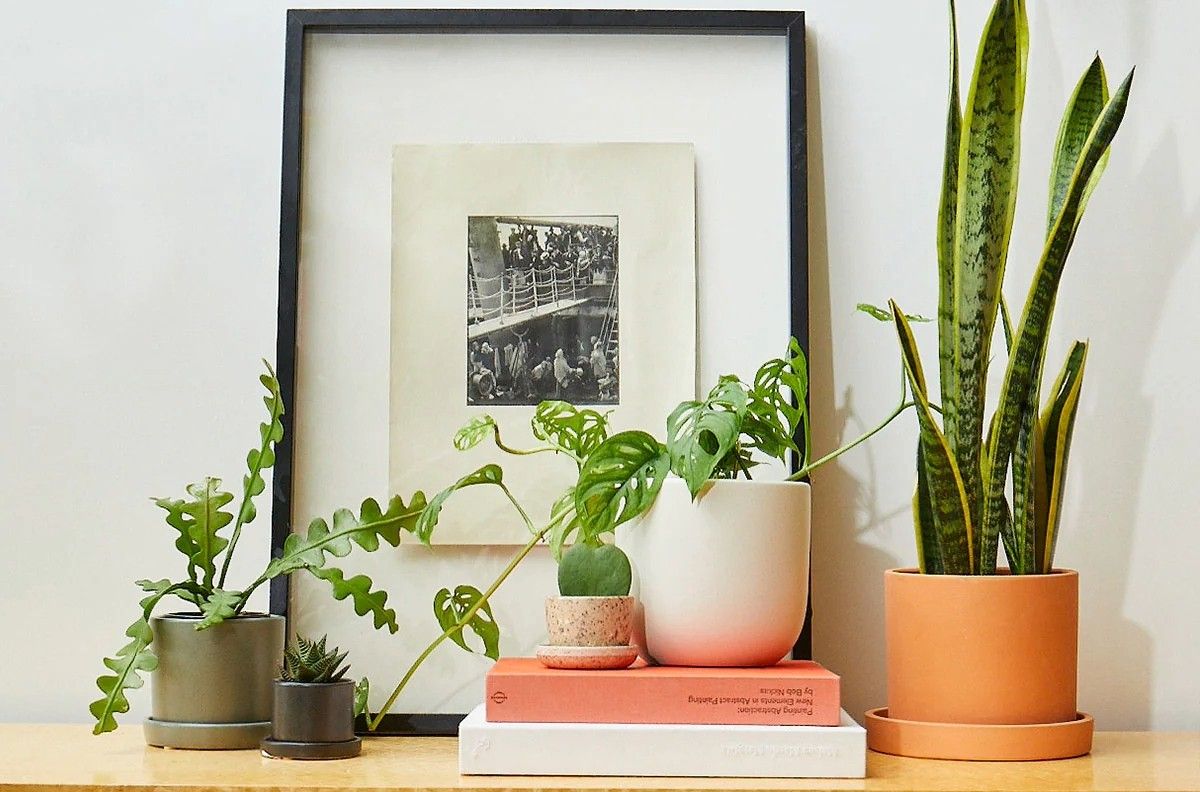 Easy Houseplants
