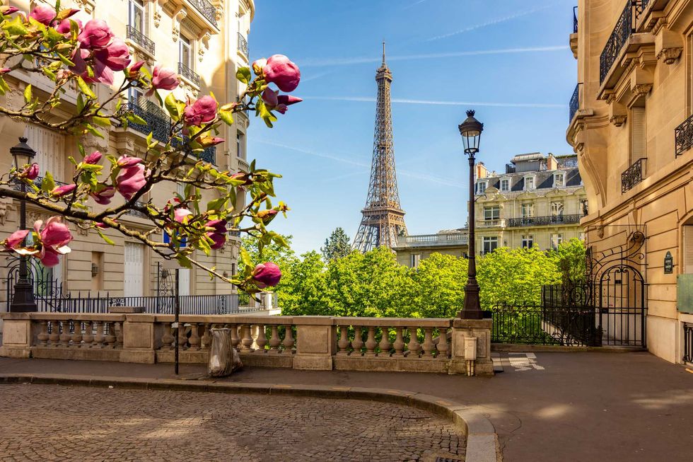 Eiffel Tower view from a Paris street, blossoms in the foreground, sunny day.