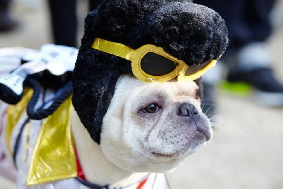 elvis dog costume
