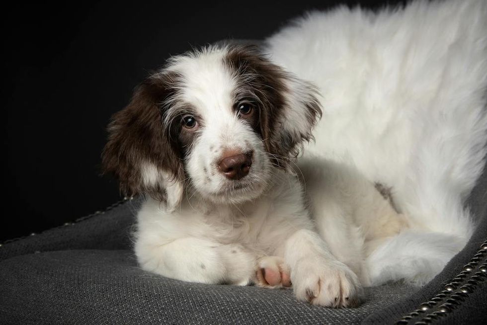 English Springer Spaniel