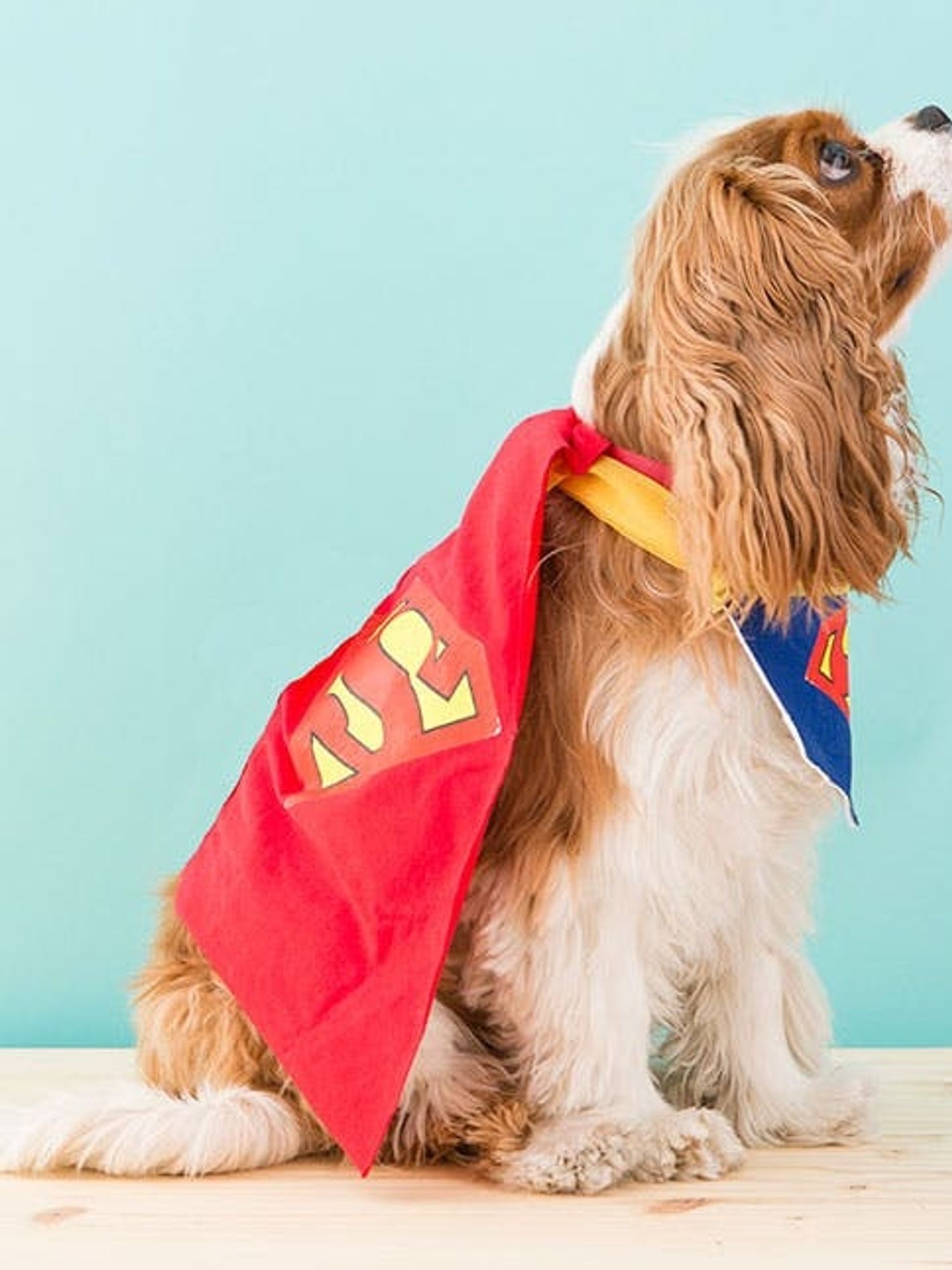 How to DIY a Superman Dog Costume for Halloween - Brit + Co