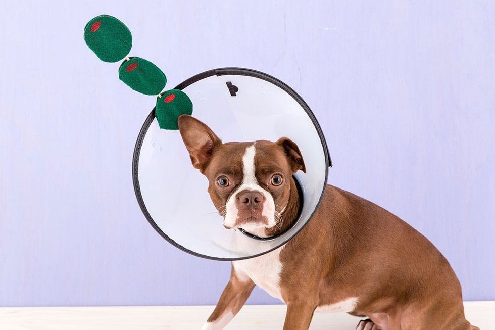 This Dog Martini Is the Funniest Pet Costume Ever Brit + Co