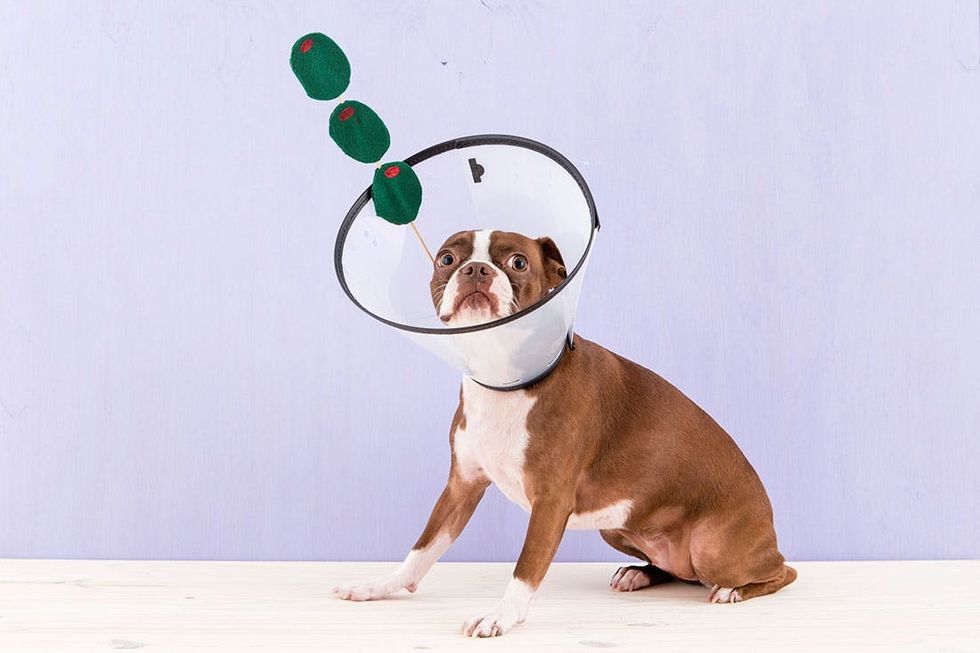 This Dog Martini Is the Funniest Pet Costume Ever - Brit + Co