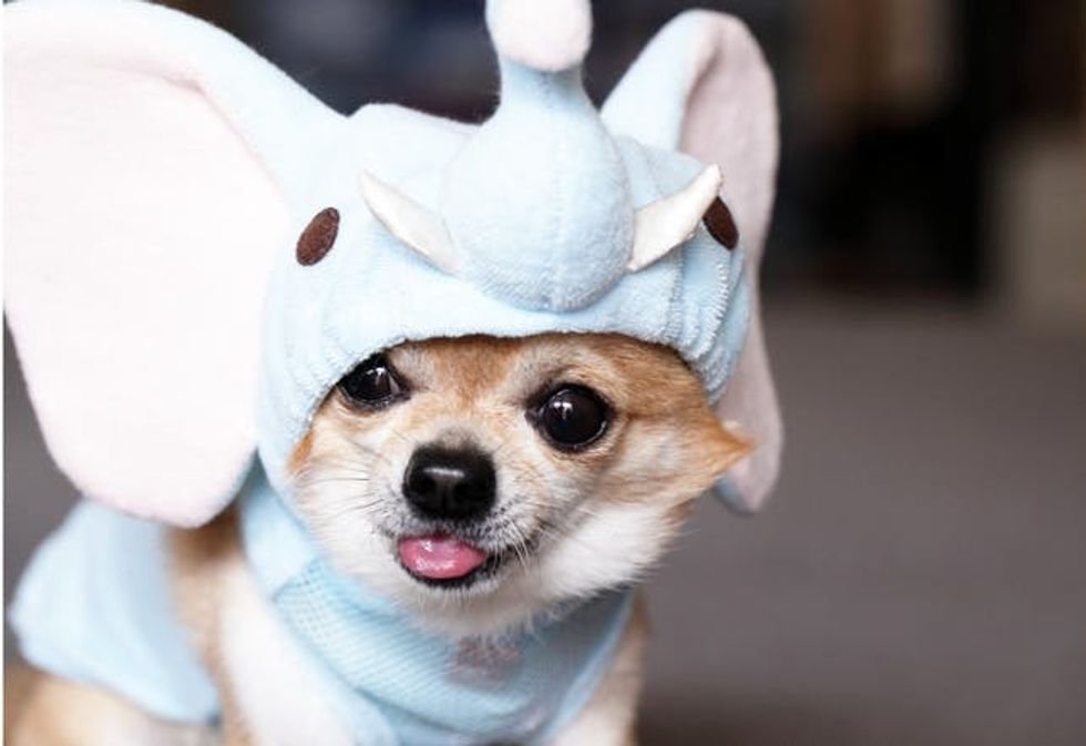 100 Genius Pet Costumes for Halloween Brit + Co