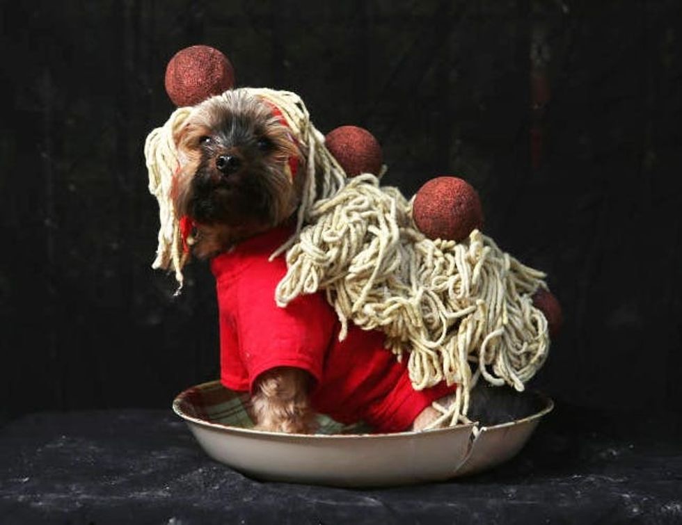 100 Genius Pet Costumes for Halloween Brit + Co