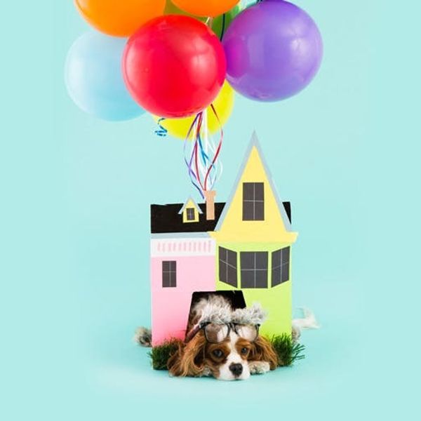 Diy The House From Up As A Halloween Costume For Your Pup Brit Co