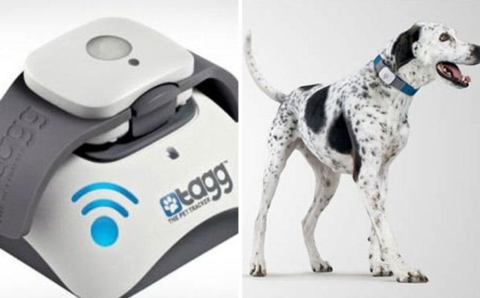 5 Activity and Location Trackers… For Your Pets! Brit + Co
