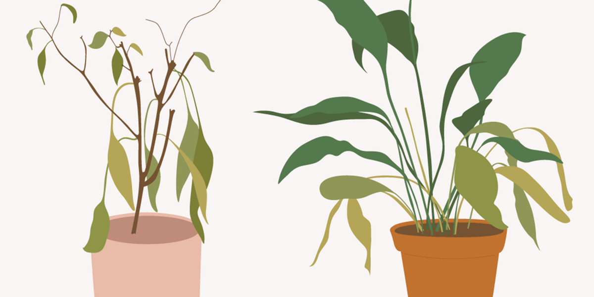 House Plant Health Tips Brit Co